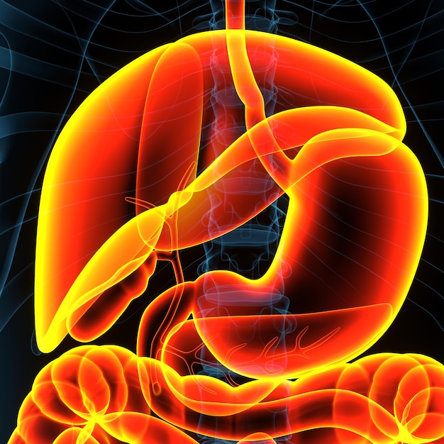 Foto una imagen de un estómago con un fondo rojo