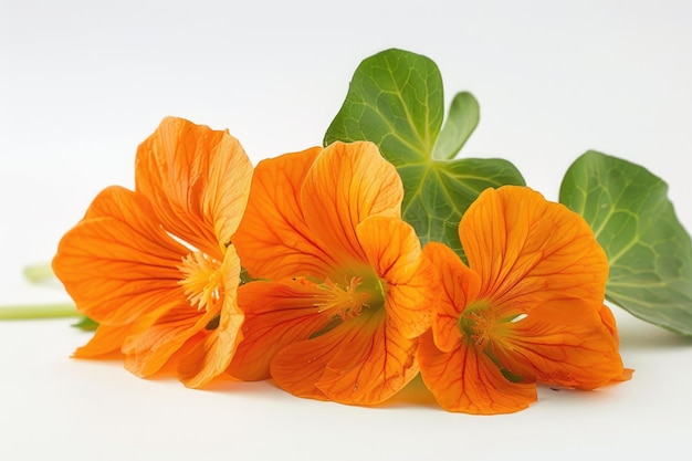 Imagen de estudio de cerca de las flores de Nasturtium naranja sobre un fondo blanco