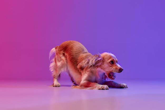 Imagen de estudio de hermoso perro cuidadoso cocker spaniel inglés ladrando contra degradado rosa púrpura