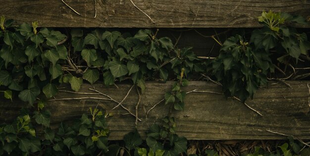 Una imagen fascinante que revela los atractivos patrones de una superficie de madera texturizada