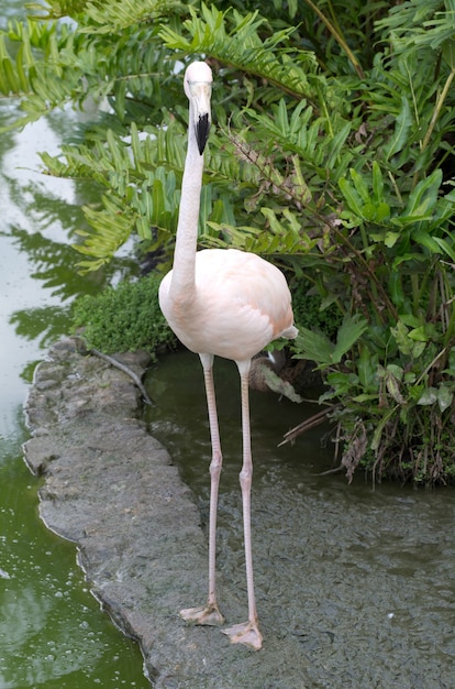 Imagen de flamencos en el agua.