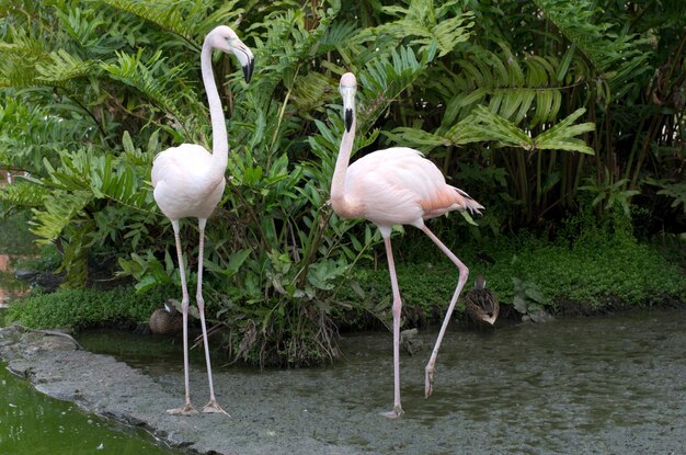 Imagen de flamencos en el agua.