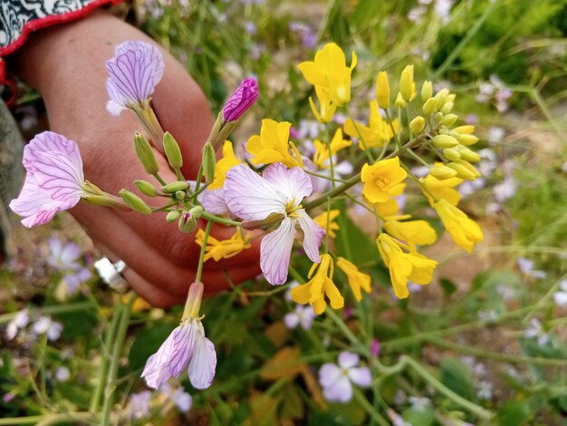 Foto una imagen de la flor de centeno