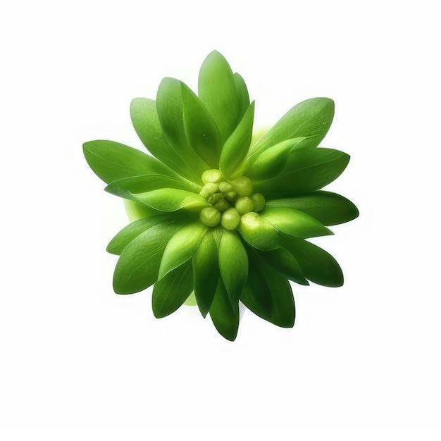Foto una imagen de una flor con el centro verde.