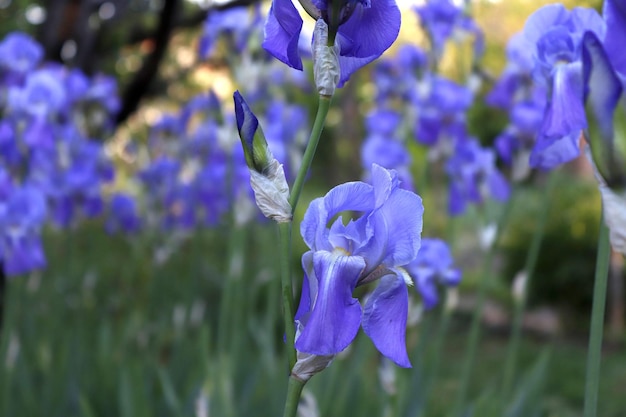 Imagen de una flor de iris en el fondo de un lecho de flores