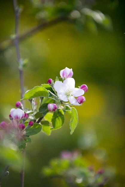 imagen de una flor de manzana rosada en abril imagen de una