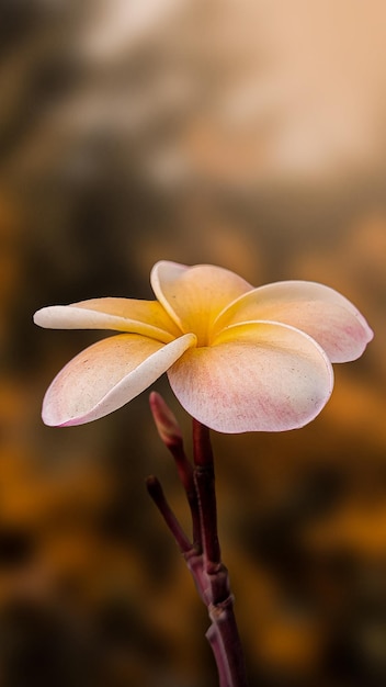 Foto imagen de la flor de la plumeria