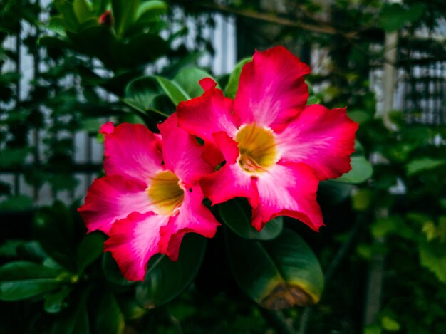 Imagen de una flor roja en un jardín formal colorido paisaje.