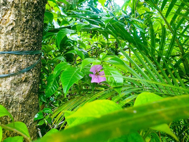 Imagen de flor rosa y hojas verdes en un colorido jardín formal