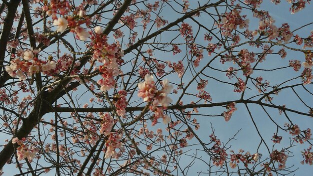 La imagen de la flor de Sakura en HD