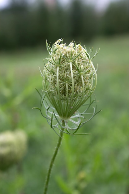 Imagen de una flor de zanahoria silvestre sobre un fondo de pradera verde