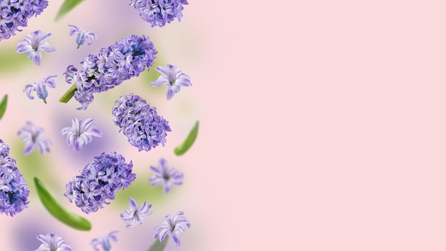 Una imagen con flores de jacinto púrpura y hojas verdes volando en el aire sobre el fondo rosa Concepto de levitación Pétalos flotantes Tarjeta de felicitación con boda Día de la mujer Día de la madre Espacio de copia