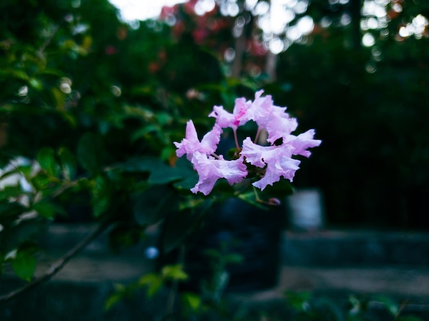 Imagen de flores en un jardín formal colorido paisaje. Hermoso jardin..