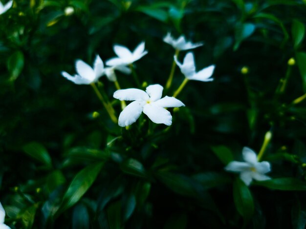 Imagen de flores en un jardín formal colorido paisaje. Hermoso jardin..