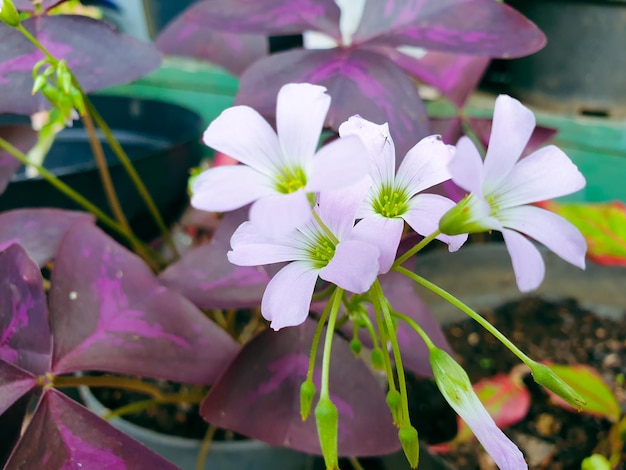 Imagen de flores en un jardín formal colorido paisaje