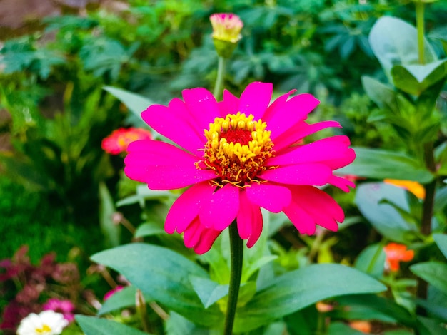 Imagen de flores en un jardín formal colorido paisaje