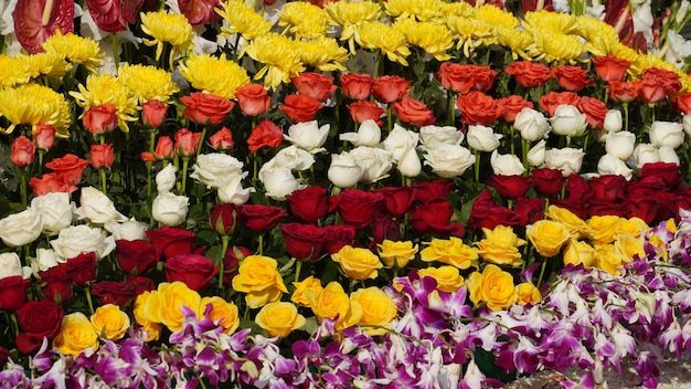 Imagen de flores multicolores HD