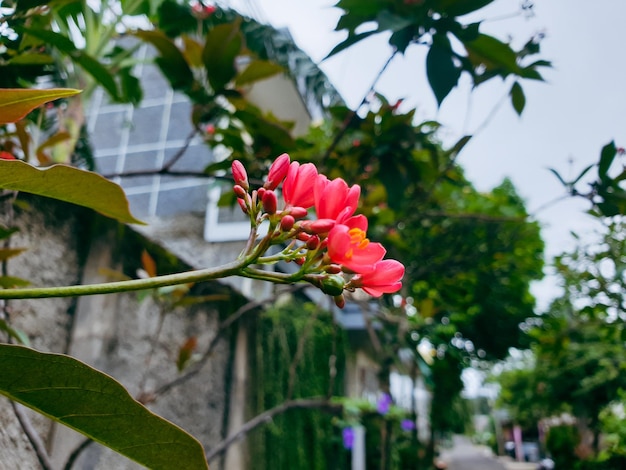 Imagen de flores rojas en un hermoso jardín formal colorido paisaje