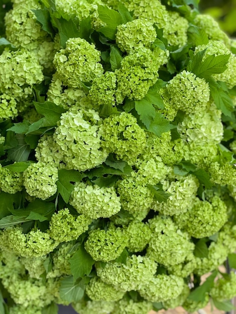 Imagen de fondo de un brazado de viburnum verde brillante Primer plano de plantas inusuales Floristería exótica