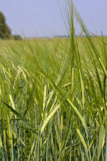 Una imagen de fondo del campo de trigo verde