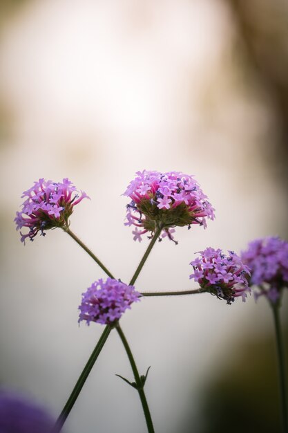 imagen de fondo de las coloridas flores