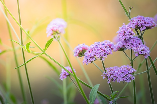 imagen de fondo de las coloridas flores