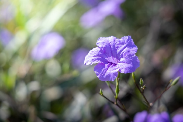 La imagen de fondo de las coloridas flores.