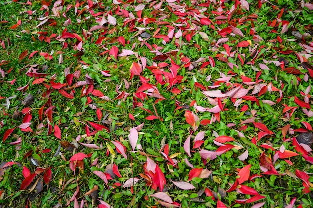 Imagen de fondo colorido de hojas rojas de otoño caidas