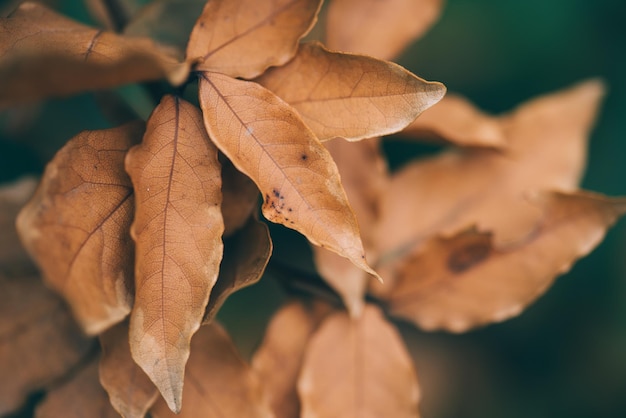 Imagen de fondo colorido de otoño