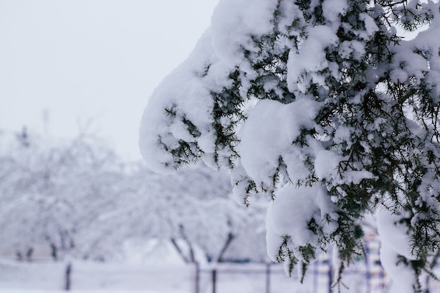 Imagen de fondo creativa de invierno. Rama de enebro, densamente cubierta de capas de nieve.