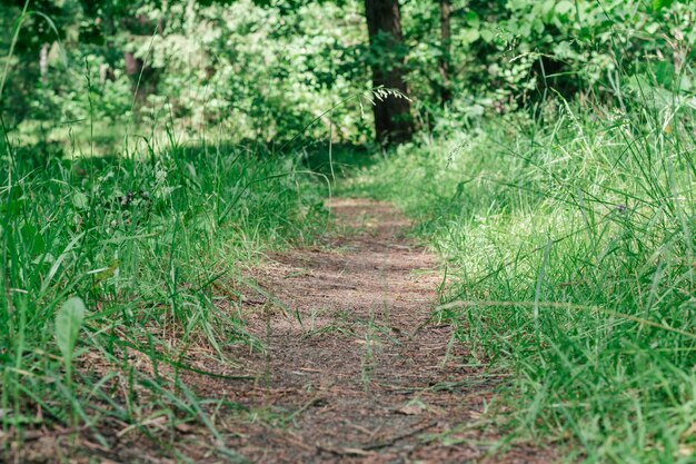 Imagen de fondo creativa parcialmente borrosa del camino arenoso en el bosque de verano, entre hierba y árboles