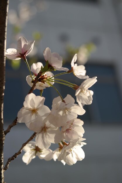 Imagen de fondo de flor de cerezo.