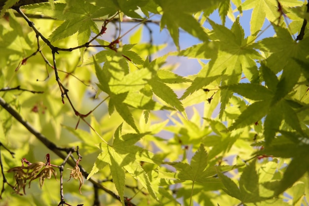 Imagen de fondo de flor de cerezo.