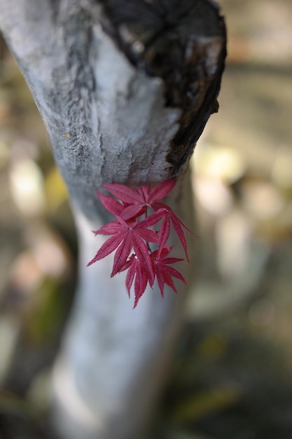 Imagen de fondo de flor de cerezo.