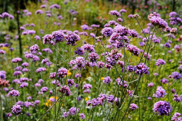 Foto imagen de fondo de flor púrpura flores de verbena en el jardín