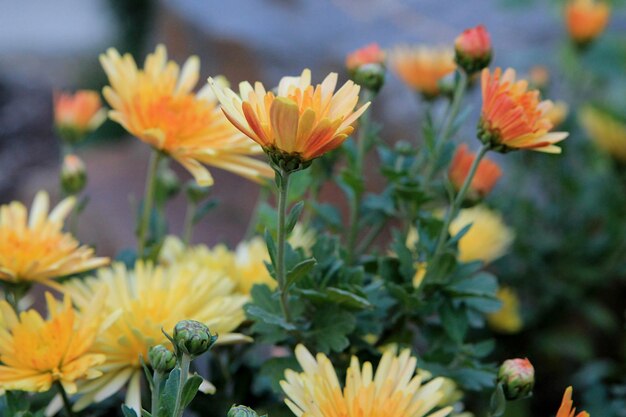 Imagen de fondo de flores amarillas. Asters en el primer plano del jardín