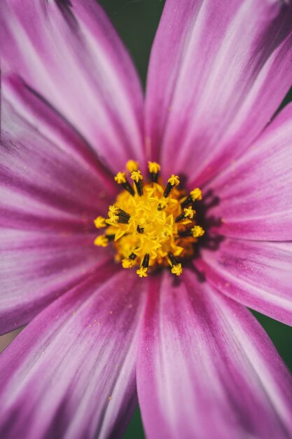 Foto imagen de fondo de las flores naturales