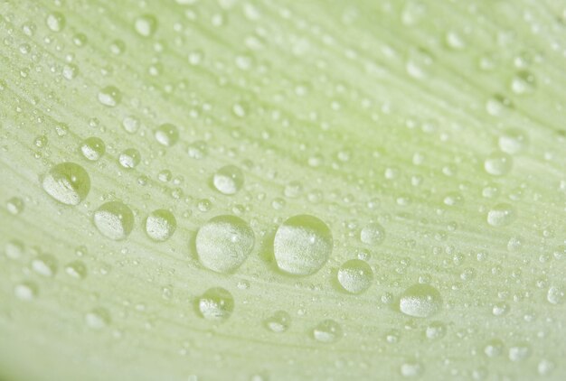 Imagen de fondo gotas de agua sobre pétalos de flores