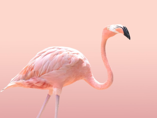Imagen de fondo y papel tapiz de flamenco
