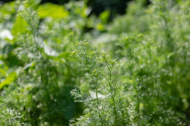 Imagen de fondo parcialmente borrosa de ramitas verdes de eneldo que crecen en el jardín vegetal