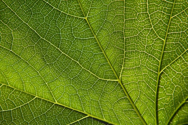 Imagen de fondo de la vena de la hoja verde