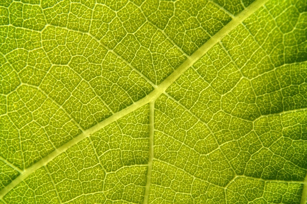 Imagen de fondo de la vena de la hoja verde