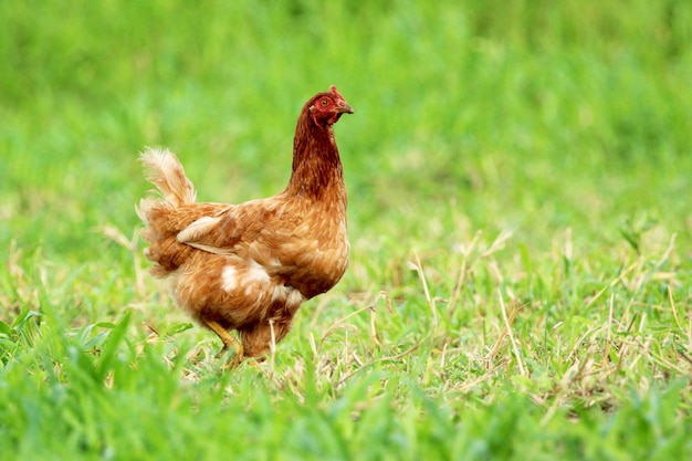 Imagen de la gallina roja en campo de hierba verde.