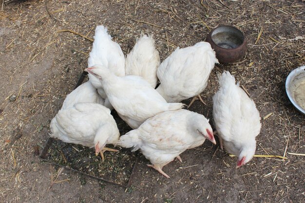 Imagen de gallinas caminando por un patio