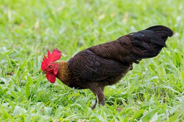 Imagen de un gallo en campo verde.