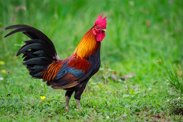 Foto imagen de un gallo en la naturaleza. animales de granja.