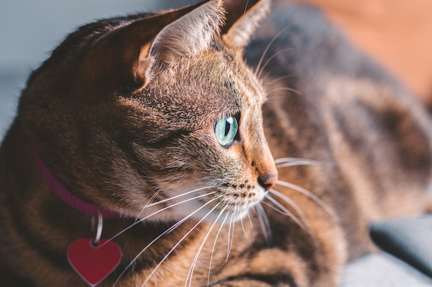 Imagen de un gato de Bengala de pura raza juguetón con un collar rosa. El concepto de cuidado y amor por las mascotas. Técnica mixta