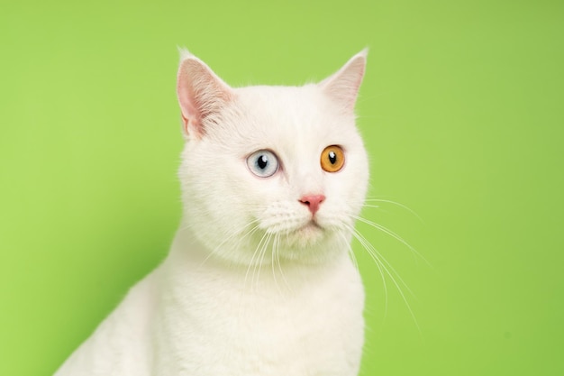 Imagen de gato blanco con dos colores de ojos aislado sobre fondo azul.