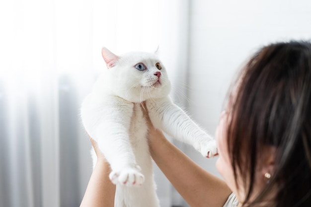 imagen de gato blanco con dos colores de ojos aislado sobre fondo azul