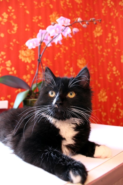 Imagen de un gato negro en la habitación con papel tapiz rojo